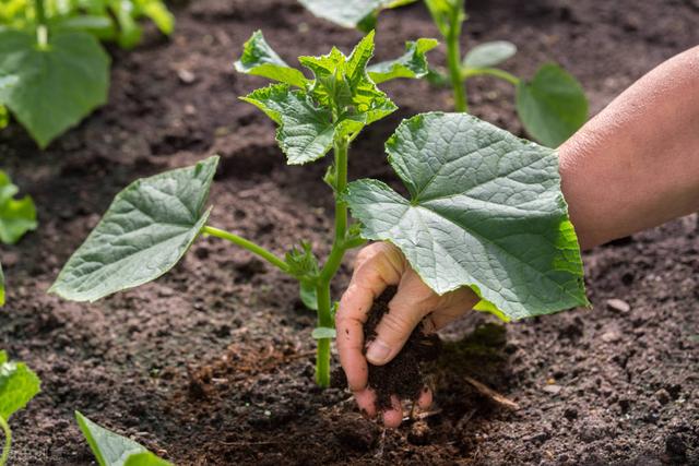 nh4是什么气体（铵态氮肥作用及特点）