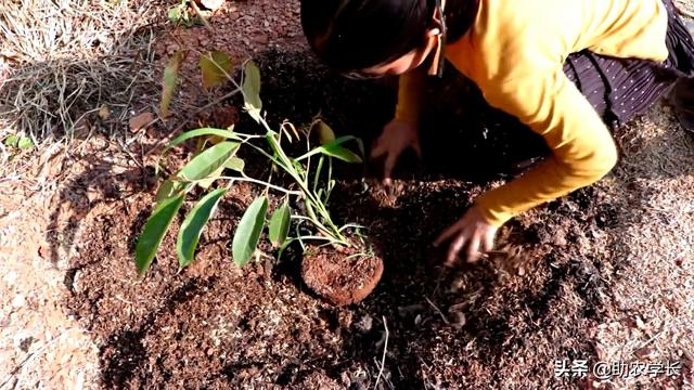 种榴莲的方法，手把手教你种植榴莲树