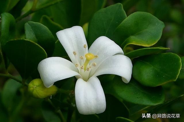 七里香花语，七里香花语象征与寓意（七里香：七里香歌好听）