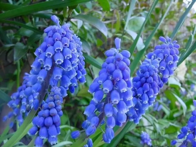 花，花好月圆人长久（72种鲜花欣赏图片）