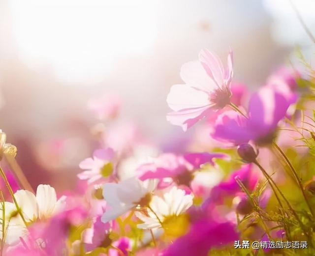 开心句子表达心情，开心句子表达心情简短（心情好，人不老）