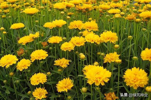 金鸡菊种植方法和时间，大花金鸡菊种植方法和时间（大花金鸡菊怎么种）