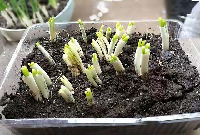 种植小葱技巧，用3个简单的小方法