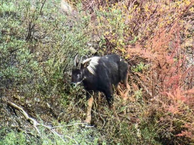 关于南方有蹄目介绍，偶蹄目的蹄子（湖南九嶷山发现传说中的“天马”）