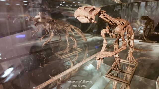 什么是具足虫，具足虫平安名堇（窥探奇异生物的世界）