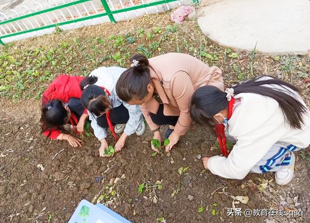 劳动的感受和收获，二年级劳动的感受和收获（在快乐中收获——天岗湖中心小学劳动实践掠影）