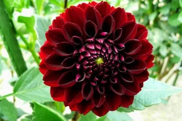 夸赞女人漂亮的句子，夸女人的美言佳句（女人如花，绚烂绽放，活出精彩）