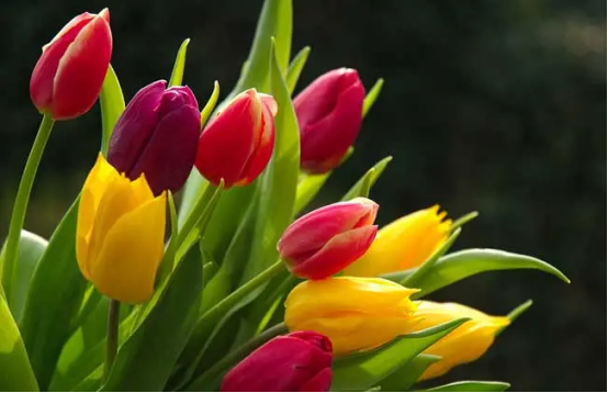 春天开的常见的花，春天的花有哪些（春天的花有哪些 名字）