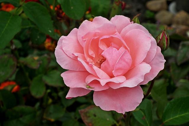 什么是动物系女友，动物系女友有哪些（往往是像猫一样的女人）