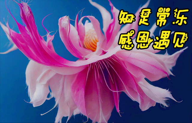 鲜花朋友圈配什么文字，朋友圈晒鲜花配什么文字（愿您寒冬温暖纯良不舍爱）