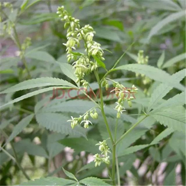 麻子,身材高大,枝叶繁茂,像芝麻一样,是油料作物.