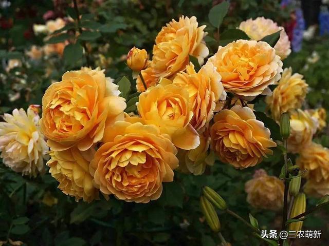 月季花的生长过程，月季从播种到发芽、长叶、开花的全过程（附带图片大全和种植方法）