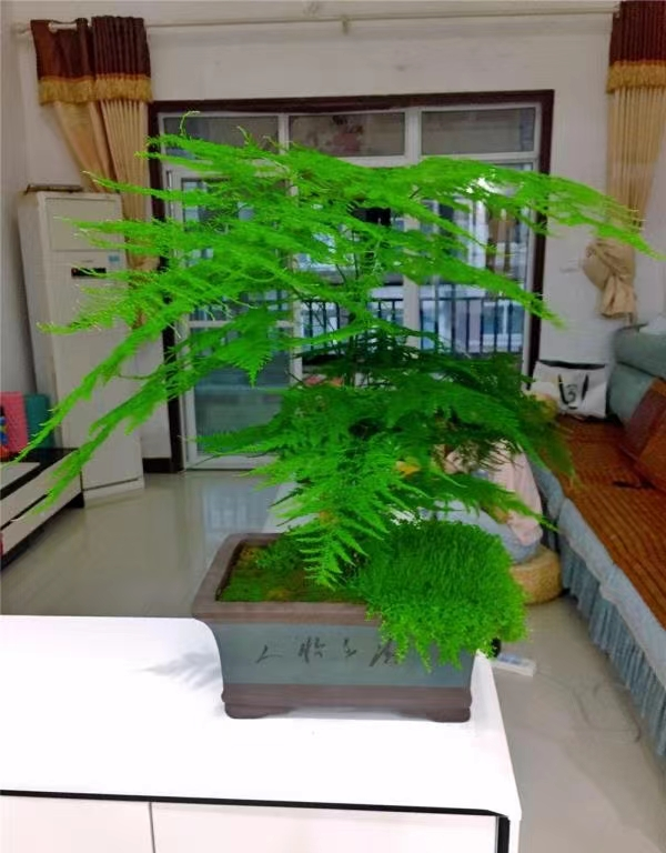 文竹盆栽的养殖方法，文竹的养法（养文竹牢记“5技巧”）