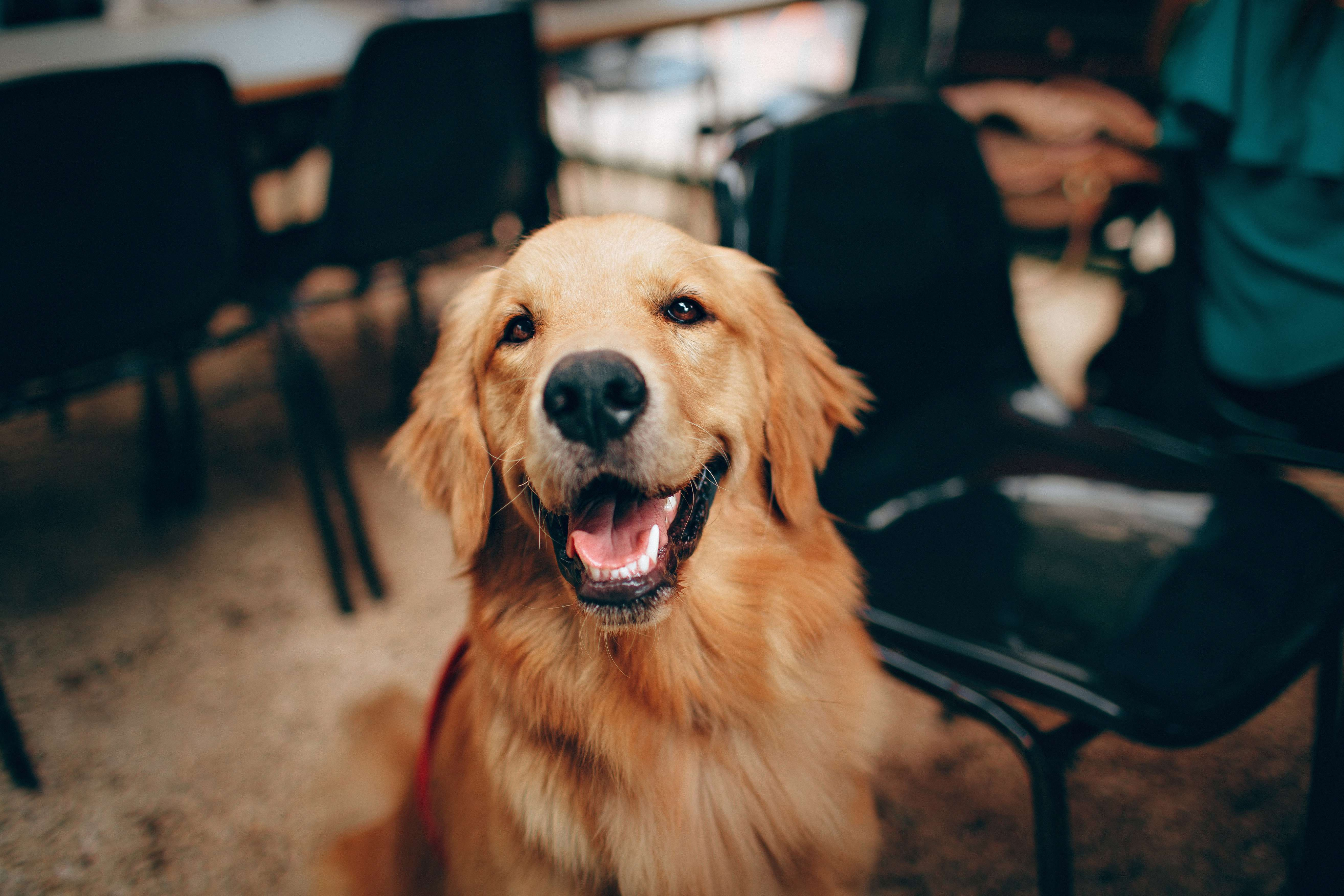 巴哥幼犬三个月多少钱 巴哥三个月怎么喂养