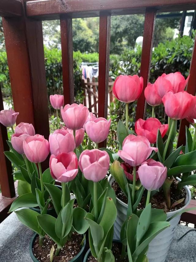 春天开的常见的花，春天开的常见的花图片（超齐全的播种时间表）