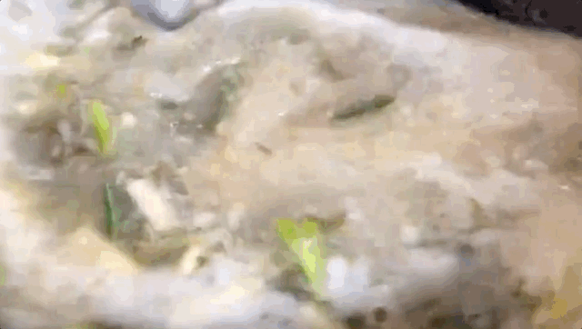 担担面的来历，担担面的来历25个字（臊面、呱呱、糊锅、牛肉面...甘肃人的早餐到底多瓷实）