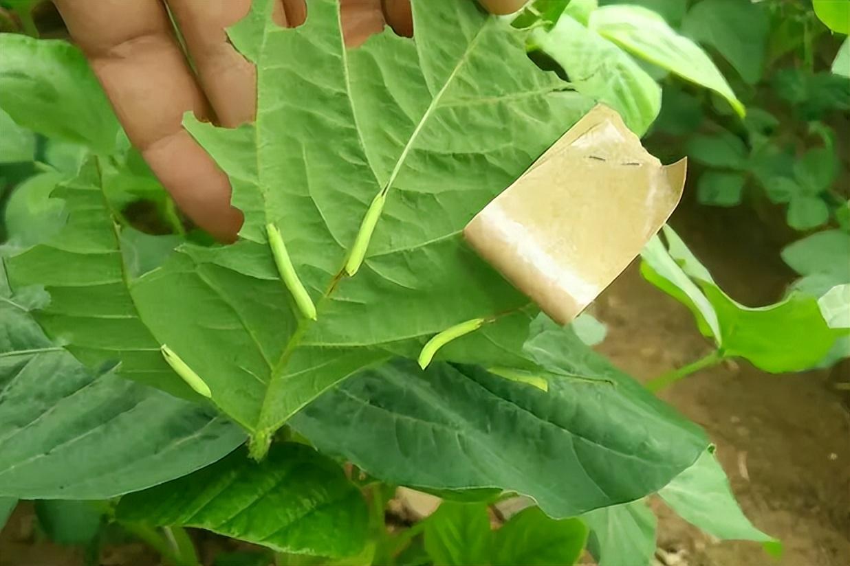 豆虫怎么吃(豆青虫吃法图片)
