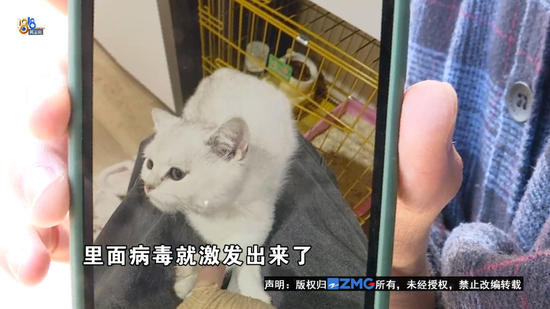 给猫检查猫瘟多少钱 检查猫瘟费用