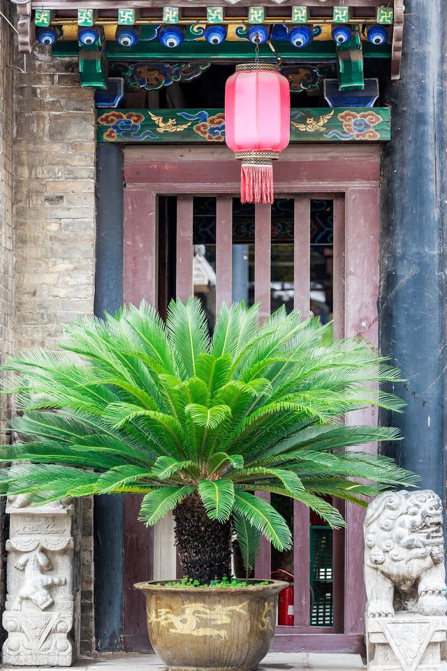 铁树开花的寓意和象征意义，铁树开花寓意和象征意义是什么（老人常说“7树开花）