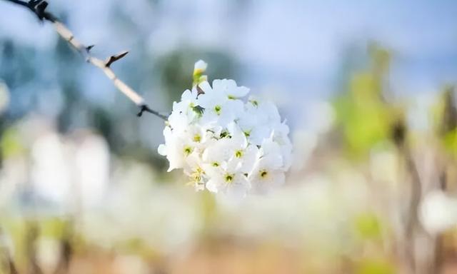 泌人心脾的意思，花香四溢的意思（沁人心脾的读音和意思）