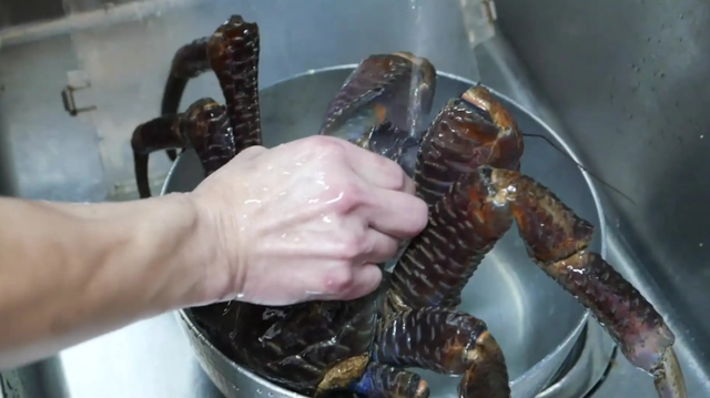 小螃蟹吃什么食物（如今在当地居民餐桌上挣扎着）