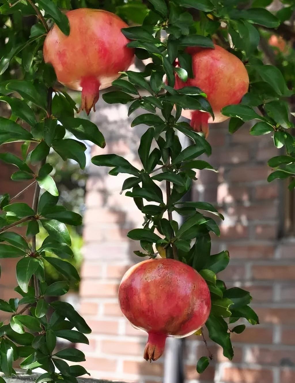 首先,我们要根据温度环境等等条件,来选择合适庭院栽种的果树,另外,也