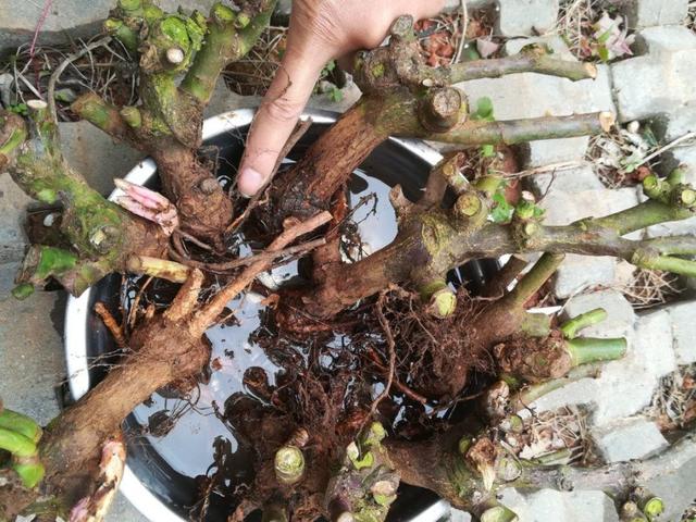 10种不吉利的花，5种花越养越“不吉利”