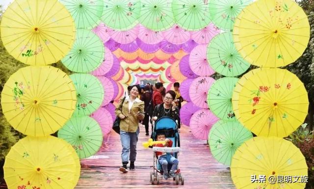 市花和市树是什么，杭州的市树和市花是什么（昆明400亩网红月季花海）