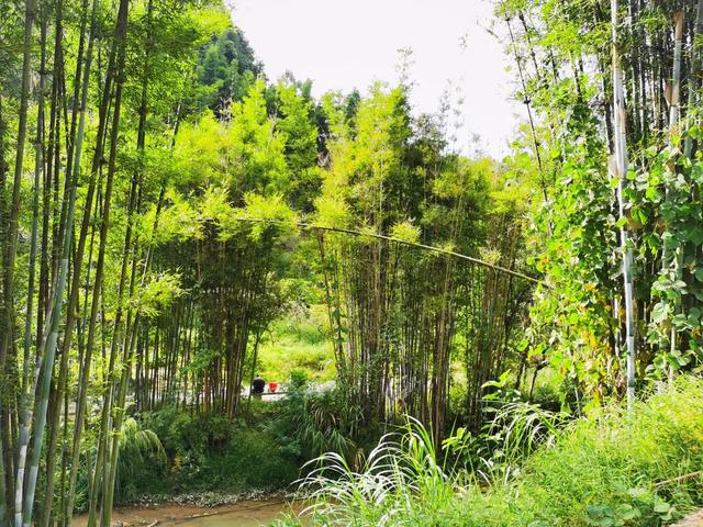 从化旅游景点大全，从化一日游旅游攻略大全（打卡吕田鹰嘴桃花+罗洞工匠小镇麦浪+莲麻小镇）