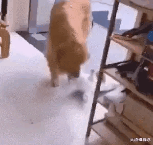 高情商回复别人的羡慕，怎么幽默回复别人羡慕（“男生最顶不住女生叫他什么）