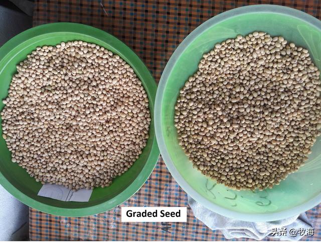 大豆和黄豆一样吗，大豆和黄豆是一个东西吗（泗洪发现的野生大豆）