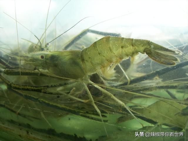 盐城特产介绍，盐城特产（大自然寂静之美造就这里的特色美食）