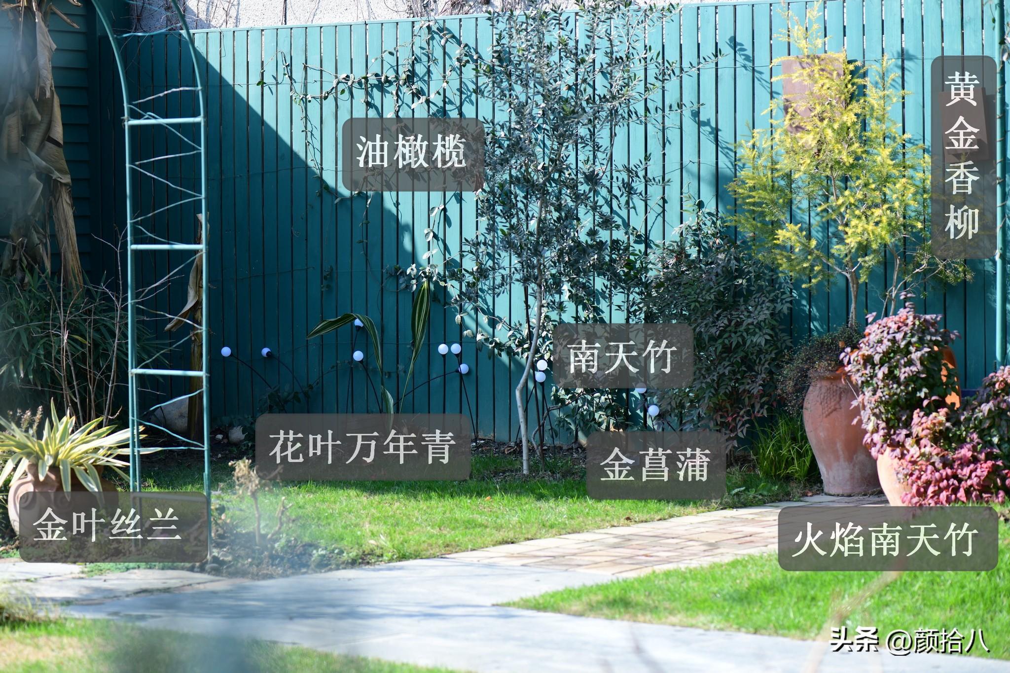 DNF香香的柏树怎么用，dnf香香的柏树怎么用啊（冬日里最优秀的40种彩叶植物）