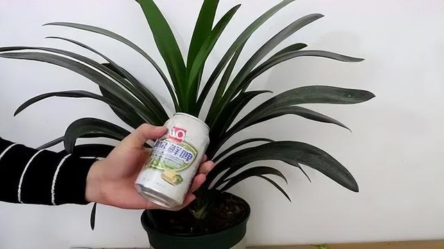 君子兰的花期是什么时候，君子兰花的花期（交替使用2种“水”）