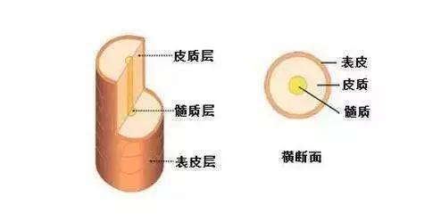 吹头发的方向有讲究，吹头发先吹哪里最好（从头发结构谈养发）