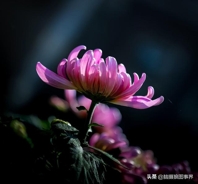 拍照片基本技巧，拍照片基本技巧和方法（可以提升照片的美感）