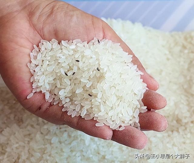 大米生虫子处理小诀窍，大米生虫子处理小诀窍是什么（米行老板教你5招）