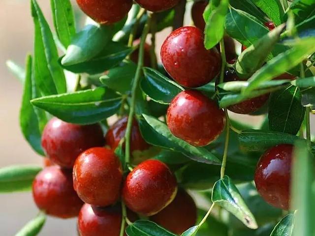 大枣的主要产地是哪里，大枣产地哪里比较好（这10个产地名气较大）