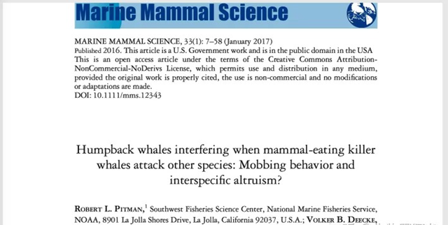 虎鲸为什么怕座头鲸，座头鲸为什么喜欢追着虎鲸打（“海洋街溜子”虎鲸）