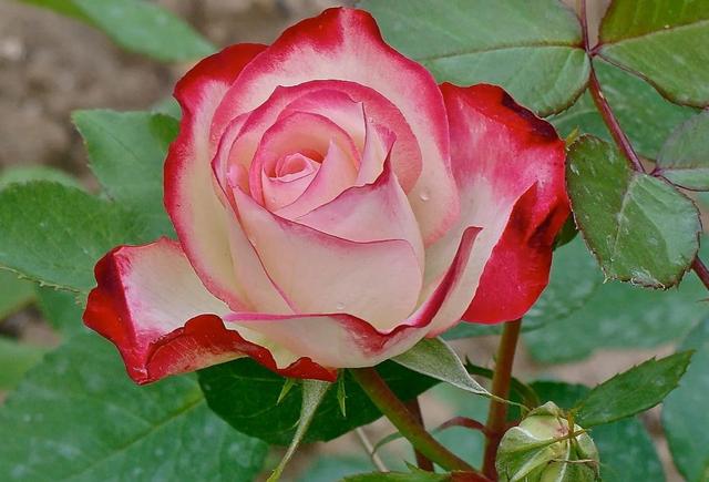 梦露和艾莎月季的区别，月季梦露百科（12种大花月季）