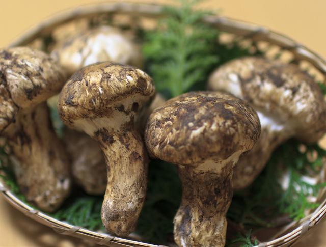 食用菌菇类十大排名，十大最好的菌菇排名是什么（盘点世界上最贵的菌菇）