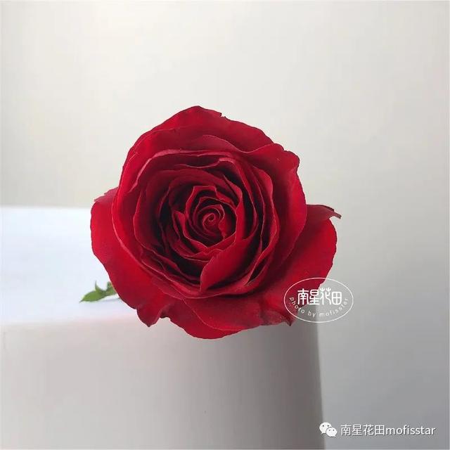 七朵玫瑰代表什么，最常见的红玫瑰（四朵玫瑰花是什么意思）