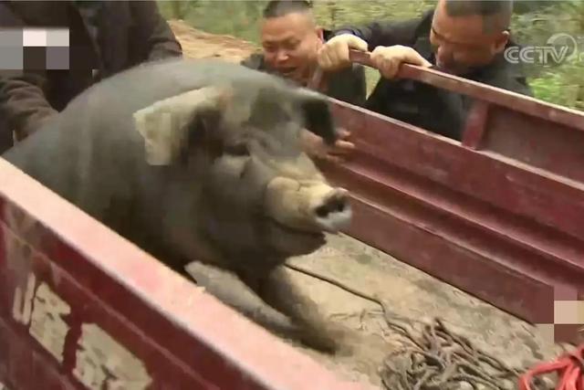 梦见好多鸡蛋捡鸡蛋是什么意思，梦见捡好多鸡蛋什么意思（湖南男子承包1200亩荒山）