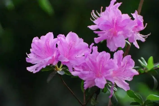 春天开的常见的花，春天的花有哪些（春天的花有哪些 名字）