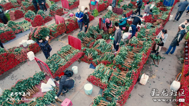 昆明鲜花批发市场地址，昆明花市场在哪里（定格鲜花交易最火的瞬间）