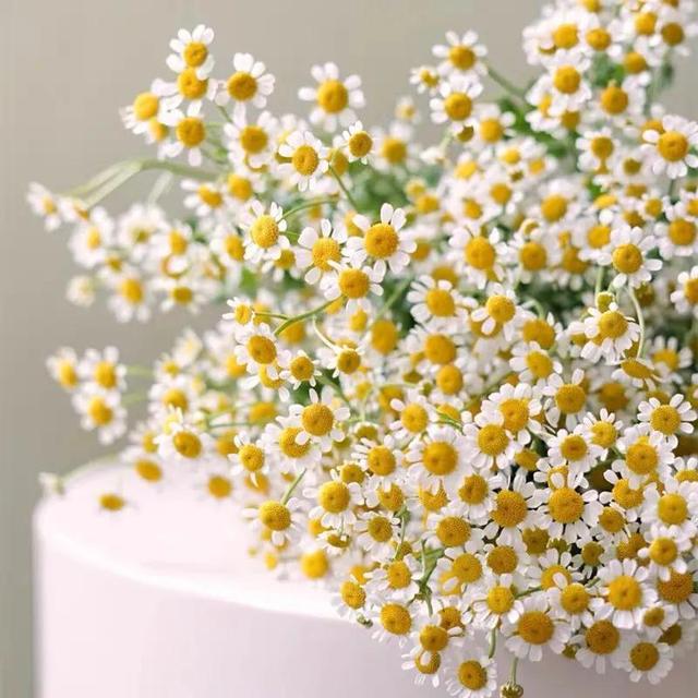 洋甘菊和白晶菊是同一种花吗，洋甘菊花期长吗（每天带你认识一种植物—“洋甘菊”）