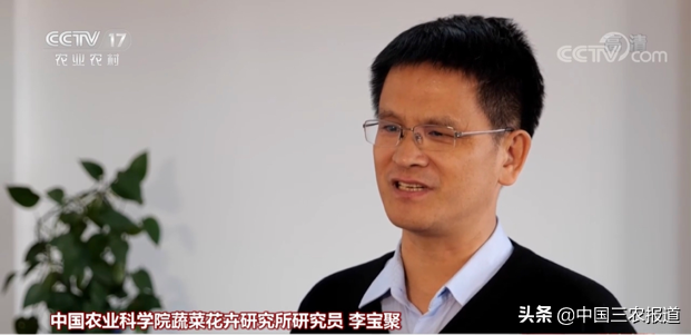 孕妇能吃草莓吗，产妇能吃草莓吗喂奶期间（鸡冠子、大扇子……这些形状的草莓敢吃吗）