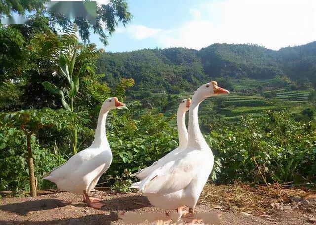 大雁和鹅的区别，大雁和鹅的区别是什么（鹅的真实面貌超出大家的想象）