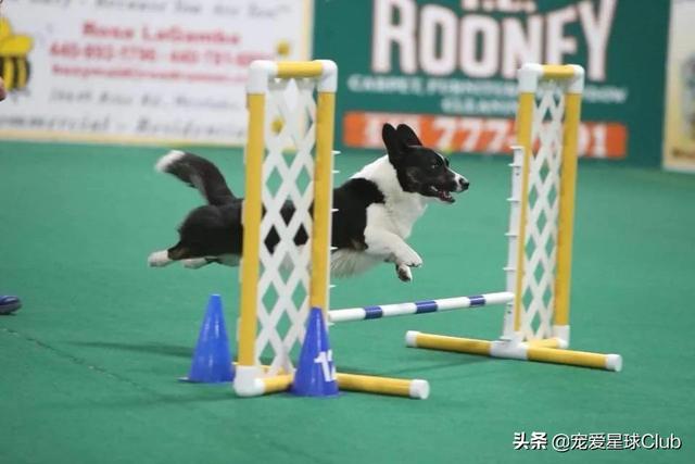 最好的三色柯基犬，稳重聪明的短腿牧牛犬