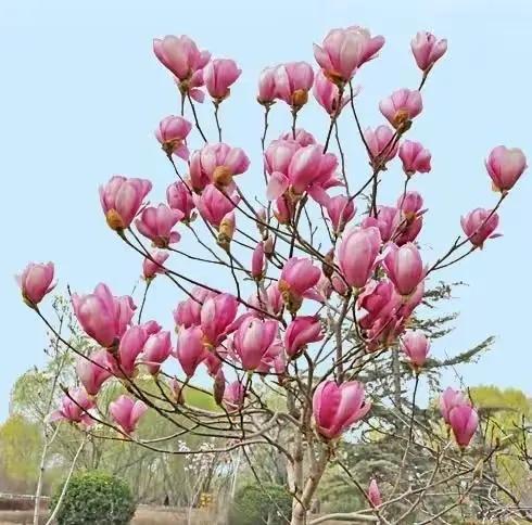 美丽漂亮的白玉兰，分享图片——最漂亮的玉兰花集